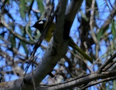 Nesoptilotis leucotis