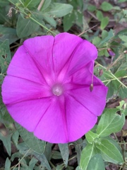 Ipomoea elongata