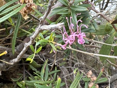 Grevillea sericea