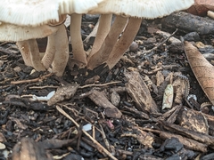 Quantula striata