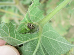 Zygogramma piceicollis