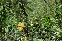 Funastrum lindenianum