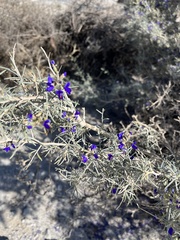 Psorothamnus schottii