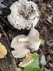 Tricholoma columbetta