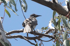 Philemon corniculatus