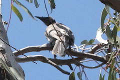 Philemon corniculatus
