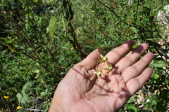 Funastrum lindenianum