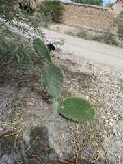 Opuntia chlorotica
