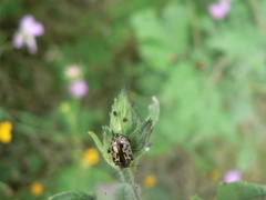 Zygogramma piceicollis