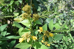 Senna villosa
