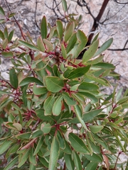 Arbutus
