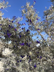 Psorothamnus schottii