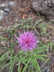 Cirsium wheeleri