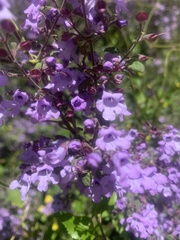 Prostanthera
