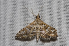 Sameodes iolealis