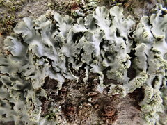 Phaeophyscia limbata