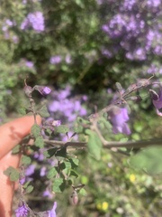 Prostanthera