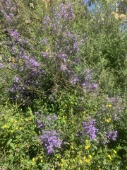 Prostanthera