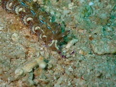 Pteraeolidia semperi