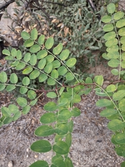 Robinia neomexicana