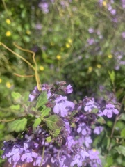 Prostanthera