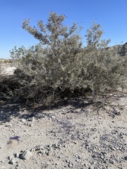 Psorothamnus schottii
