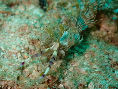 Pteraeolidia semperi