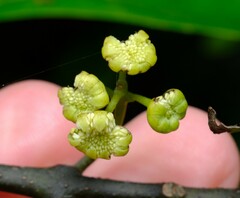 Hedycarya angustifolia