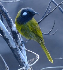 Nesoptilotis leucotis