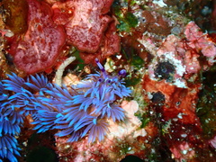 Pteraeolidia semperi