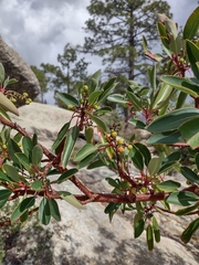 Arbutus arizonica