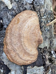 Fuscoporia