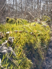 Amblystegium serpens