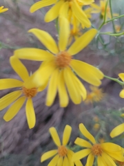 Senecio flaccidus