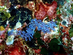 Pteraeolidia semperi