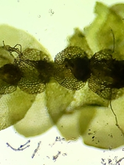 Calypogeia integristipula