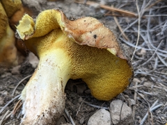 Suillus pseudobrevipes