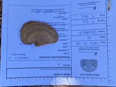 Fuscoporia