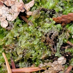 Calypogeia integristipula