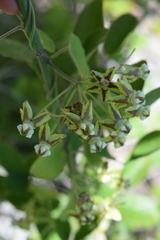 Funastrum lindenianum