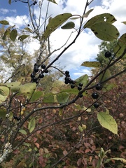 Prunus virginiana