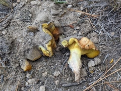 Suillus pseudobrevipes