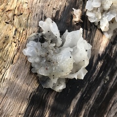 Tremella fuciformis
