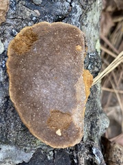 Fuscoporia
