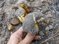 Suillus pseudobrevipes
