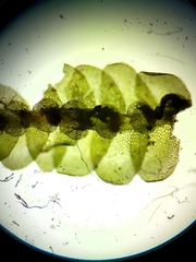 Calypogeia integristipula