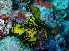 Notodoris gardineri