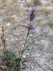 Penstemon heterodoxus