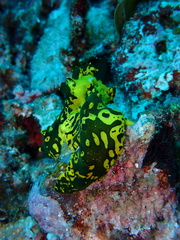 Notodoris gardineri