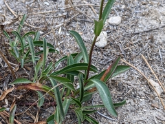 Penstemon heterodoxus